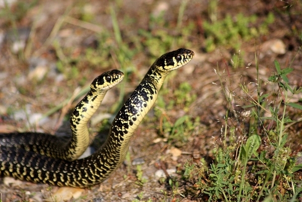 Lotta tra Coluber viridiflavus - Hierophis viridiflavus